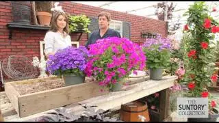 Советы и преимущества для коммерческого выращивания: Senetti Pericallis
