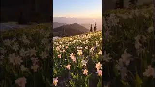 Nature beauty 🏔️   |Biologicallife| #shorts #naturebeauty #beautiful #mountainview #flowerbeauty