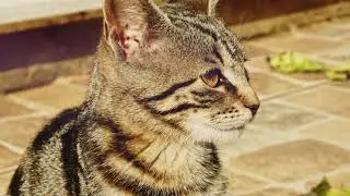 CAT CLOSE UP