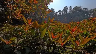 Sector 15 Park Gurgaon | Peaceful Nature Walk 🌳 Raw Footage (4 Minutes) Go Pro 13 Unedited