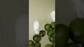 my channel cute rabbit baby video. and please like and subscribe