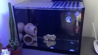 Quarentena pequena aquário marinho