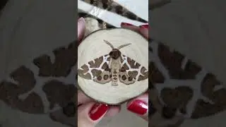 Wood burning a moth with white accents on a slice of birch