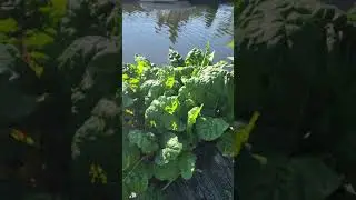 Farm Daddy home garden