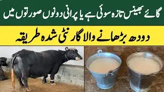 Best Formula for Producing Milk for Cows and Buffaloes | Milk Production Tips