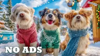12 часов музыки для собак: снятие тревоги разлуки и сон🐶 Успокаивающие звуки для тревожных