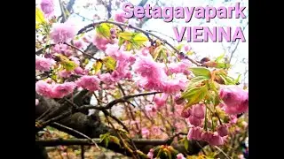 VIENNA 4K Walk/Spaziergang 🌸Setagayapark🌸Kirschbl&uuml;ten/Cherryblossom🌸2023