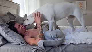 How my Labrador wakes me up...