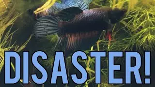 Starting a Betta Sorority? (Tank Updates)