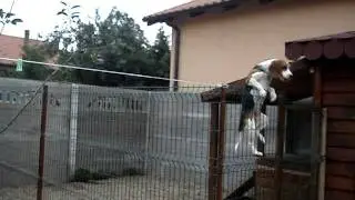 Beagle sare gardul de 2 m