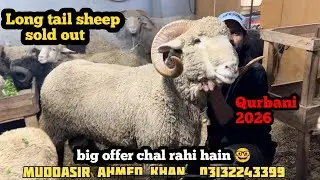 Big offer top quality long tail per #lalukhetvideolatastupdat #longtailsheep 