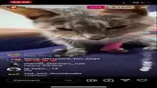 SML Precious the cat live stream final moments