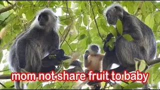 mom eat fruit DODOLY playing|silver leaf monkey #96|wildlife99#96