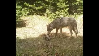 Washington Gray Wolf Conservation and Management 2022 Annual Report