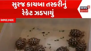 Ahmedabad SOG Operation | સુરજ કાચબા તસ્કરીનું રેકેટ ઝડપાયું | Tortoise | Forest Department | News