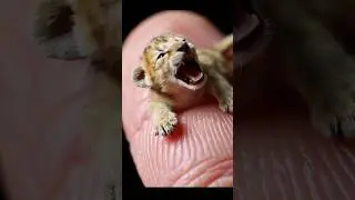 Incredible animals at your fingertips