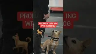 What does proper dog handling mean? #shorts #nobaddogs #dogtraining #doghandler #doghandling