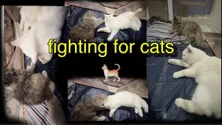 Aj phr fighting hogaye ywr|funny cats video|#newchannel #catchannel #cat #catlover #cutecat