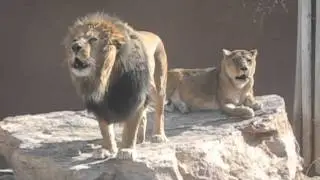 A Roaring Good Time at ABQ BioPark Zoo