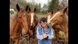 Hoarding investigation: Dozens of neglected animals rescued from Clermont County home