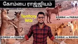 Kombai Dog's Territory Explained | Dog's Kingdom Documentary