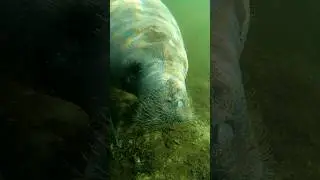 Free With Ri - 56 #Manatee