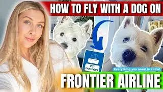 How to fly with a dog on Frontier Airline - Travel Guide