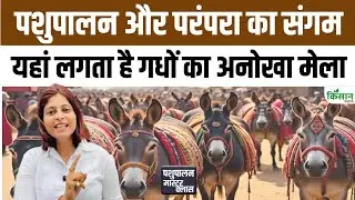 Rajasthan Gadha Mela | गधों का मेला | यहां बिकते हैं सुपरस्टार गधे। Donkey Fair। Pashupalan News