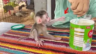 Smart Newb0rn Babii Bubu Sit Lift Hand To Request His Mom For Milk Time