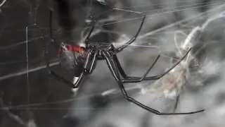Aussie Redback  Spider  /╲/\(╭&bull;̀ﮧ &bull;́╮)/\╱\