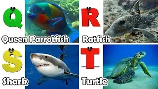 Alphabet Song with Sea Animals | ABC Learning Video for Preschool Kids | Koko Study Class