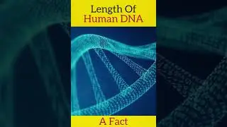 Length Of Human DNA 🔥🔥#trending #afact #fact #viral #amazingfacts #intrestingfacts #shortvideos