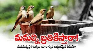 మమ్మల్ని బ్రతికిస్తారా ! Excellent Motivation Video || Save Birds || Rachanaa Saily ||