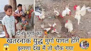 खतरनाक युद्ध आज हमारे कुकरा 🐓मन के 😱देख के मै चौक गया 🫢vlogs  #trendingvideo Viral video 🐓🐓🐓🐓