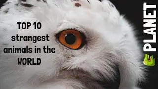 TOP 10 Weird Animals You Didn't Know | ТОП 10 Странных Животных, Которых вы не Знали