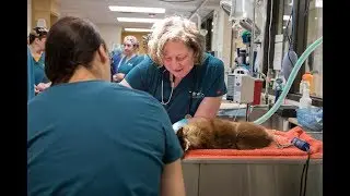 Pet Dish TV - Making vet care more accessible