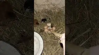 new chiks. новые цыплятя
