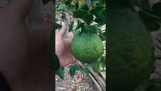 Buah Jeruk Unik dan Kaya Manfaat | Jeruk Dekopun / Dekopon Pusat Bibit Buah