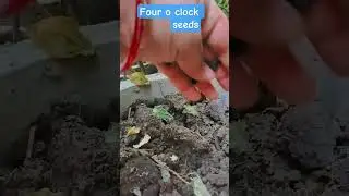 gulemas ke seeds kobone ka tarika🥰