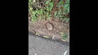 Hedgehog noise