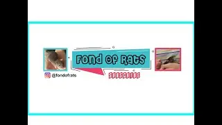 FondOfRats | Trailer II