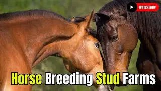 The Beauty of Horse Breeding Stud Farms and Bloodlines #secretanimals @WildHorseSecrets