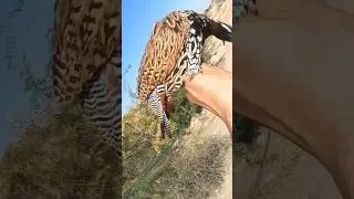 Black partridge Hunting #youtubeshorts #kalateetarbhtrennasal