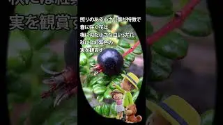 面白樹木の話 83 磯山椒イソザンショウ#庭木#盆栽 #植物 #ガーデニング #豆知識