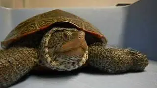 Cold-Stunned Female Terrapin #2074 Rescued from Chipman's Cove on Outer Cape