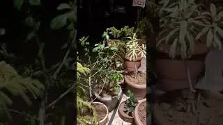 Sudden Rain In Hot Summer Night