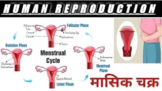 Menstrual Cycle and Fertilization / Human Reproduction ||Class 12th Biology.