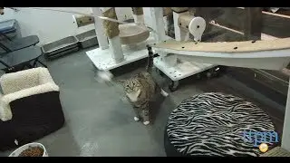 Purrfect Feather Cat Toy from Vee Enterprises
