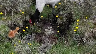 Did the black-necked crane chick survive the wolf attack?