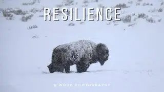 A Symbol of Resilience:  Bison in Winter 🦬❄️